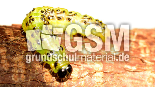 Buchsbaumzünsler (1).jpg